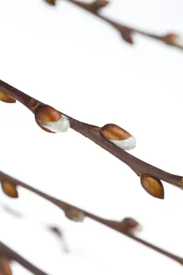Salix caprea 'Pendula' (Wilg 'Pendula') - afbeelding 4