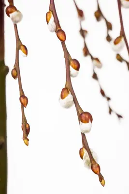 Salix caprea 'Pendula' (Wilg 'Pendula') - afbeelding 7