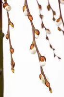Salix caprea 'Pendula' (Wilg 'Pendula') - afbeelding 7
