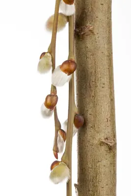 Salix caprea 'Pendula' (Wilg 'Pendula') - afbeelding 9