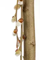 Salix caprea 'Pendula' (Wilg 'Pendula') - afbeelding 9