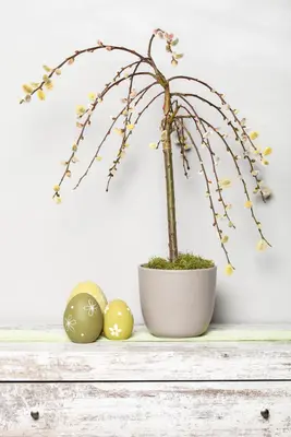 Salix caprea 'Pendula' (Wilg 'Pendula') - afbeelding 11