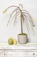 Salix caprea 'Pendula' (Wilg 'Pendula') - afbeelding 11