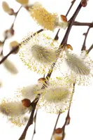 Salix caprea 'Pendula' (Wilg 'Pendula') - afbeelding 13