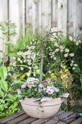 Salix caprea 'Pendula' (Wilg 'Pendula') - afbeelding 15
