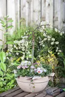 Salix caprea 'Pendula' (Wilg 'Pendula') - afbeelding 15