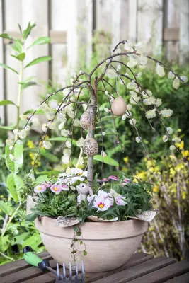 Salix caprea 'Pendula' (Wilg 'Pendula') - afbeelding 16