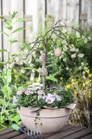 Salix caprea 'Pendula' (Wilg 'Pendula') - afbeelding 16
