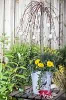 Salix caprea 'Pendula' (Wilg 'Pendula') - afbeelding 17