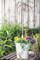 Salix caprea 'Pendula' (Wilg 'Pendula') - afbeelding 18