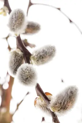 Salix caprea 'Pendula' (Wilg 'Pendula') - afbeelding 21