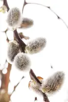 Salix caprea 'Pendula' (Wilg 'Pendula') - afbeelding 21
