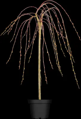 Salix caprea 'Pendula' (Wilg 'Pendula') - afbeelding 1