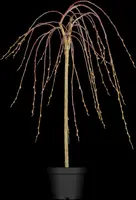 Salix caprea 'Pendula' (Wilg 'Pendula') - afbeelding 1