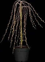 Salix caprea 'Pendula' (Wilg 'Pendula') - afbeelding 23