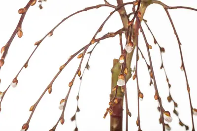 Salix caprea 'Pendula' (Wilg 'Pendula') - afbeelding 6