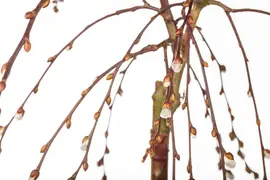 Salix caprea 'Pendula' (Wilg 'Pendula') - afbeelding 6