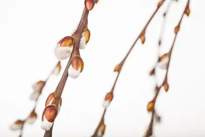 Salix caprea 'Pendula' (Wilg 'Pendula') - afbeelding 8