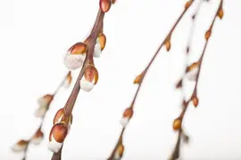 Salix caprea 'Pendula' (Wilg 'Pendula') - afbeelding 8