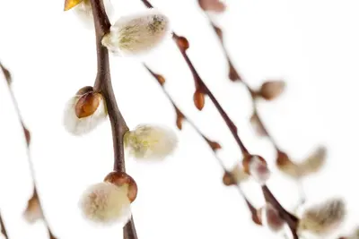 Salix caprea 'Pendula' (Wilg 'Pendula') - afbeelding 20
