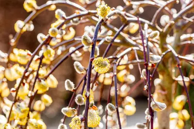 Salix caprea 'Pendula' (Wilg 'Pendula') - afbeelding 24