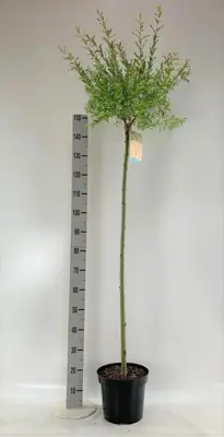 Salix integra 'Hakuro-nishiki' (Bonte wilg) 125cm - afbeelding 3