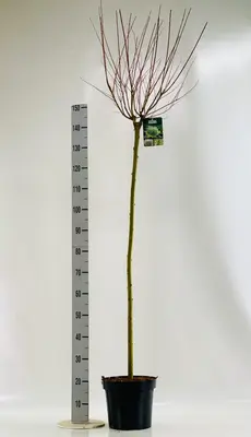 Salix integra 'Hakuro-nishiki' (Bonte wilg) 125cm - afbeelding 2