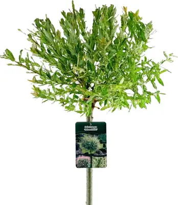 Salix integra 'Hakuro-nishiki' (Bonte wilg) 125cm - afbeelding 1
