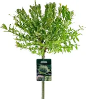 Salix integra 'Hakuro-nishiki' (Bonte wilg) 125cm - afbeelding 1