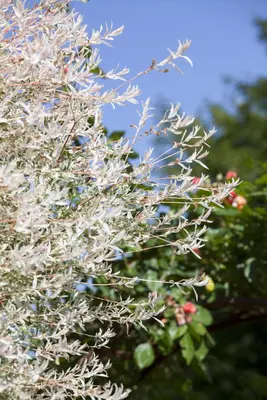 Salix integra 'Hakuro Nishiki' (Wilg 'Hakuro Nishiki') - afbeelding 4