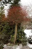 Salix integra 'Hakuro Nishiki' (Wilg 'Hakuro Nishiki') - afbeelding 2