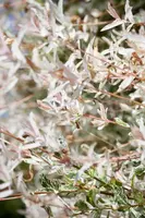 Salix integra 'Hakuro Nishiki' (Wilg 'Hakuro Nishiki') - afbeelding 3