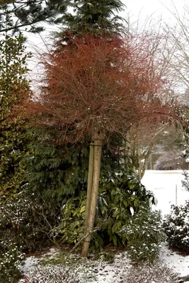 Salix integra 'Hakuro Nishiki' (Wilg 'Hakuro Nishiki') - afbeelding 2