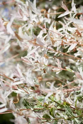 Salix integra 'Hakuro Nishiki' (Wilg 'Hakuro Nishiki') - afbeelding 3
