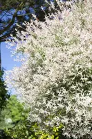 Salix integra 'Hakuro Nishiki' (Wilg 'Hakuro Nishiki') - afbeelding 5