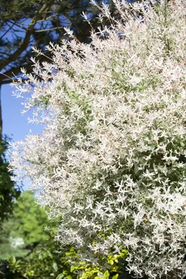 Salix integra 'Hakuro Nishiki' (Wilg 'Hakuro Nishiki') - afbeelding 5