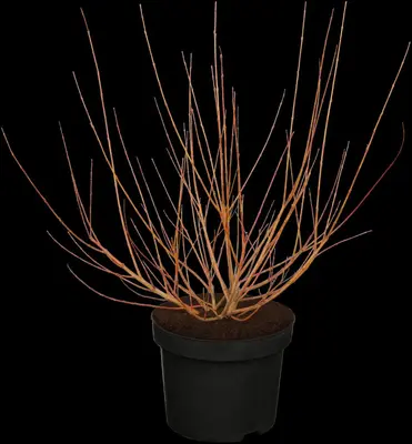 Salix integra 'Hakuro Nishiki' (Wilg 'Hakuro Nishiki') - afbeelding 1