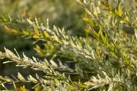 Salix integra 'Hakuro Nishiki' (Wilg 'Hakuro Nishiki') - afbeelding 10