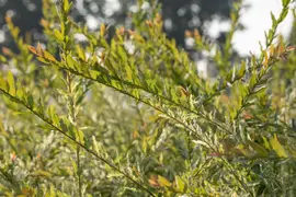 Salix integra 'Hakuro Nishiki' (Wilg 'Hakuro Nishiki') - afbeelding 11