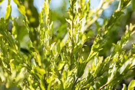 Salix integra 'Hakuro Nishiki' (Wilg 'Hakuro Nishiki') - afbeelding 6