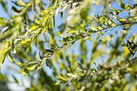 Salix integra 'Hakuro Nishiki' (Wilg 'Hakuro Nishiki') - afbeelding 7