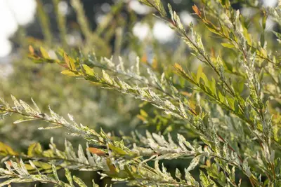 Salix integra 'Hakuro Nishiki' (Wilg 'Hakuro Nishiki') - afbeelding 9