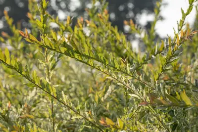 Salix integra 'Hakuro Nishiki' (Wilg 'Hakuro Nishiki') - afbeelding 11