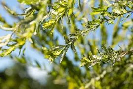 Salix integra 'Hakuro Nishiki' (Wilg 'Hakuro Nishiki') - afbeelding 8
