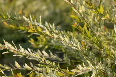 Salix integra 'Hakuro Nishiki' (Wilg 'Hakuro Nishiki') - afbeelding 10