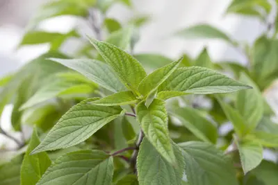 Salvia elegans 'Honey Melon' (Ananas-salie 'Honey Melon') - afbeelding 1