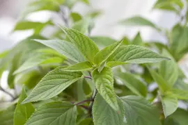 Salvia elegans 'Honey Melon' (Ananas-salie 'Honey Melon') - afbeelding 1
