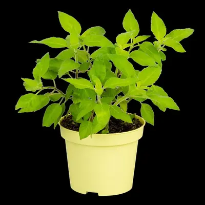 Salvia elegans 'Pino' (Ananassalie 'Pino') - afbeelding 1