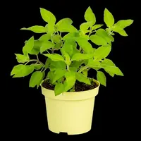 Salvia elegans 'Pino' (Ananassalie 'Pino') - afbeelding 1