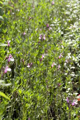 Salvia greggii (Herfstsalie) - afbeelding 1